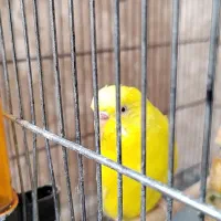 یک عدد مرغ عشق نر و یک جفت عروس هلندی نر و ماده