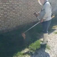 خدمات باغی|خدمات باغبانی و درختکاری|گنبد کاووس, |دیوار