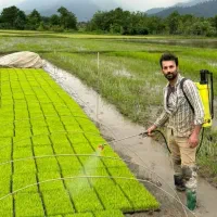 توم نشای هاشمی