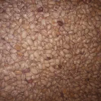 لوبیا چیتی علا