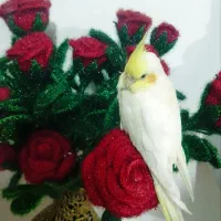 گمشده عروس هلندی