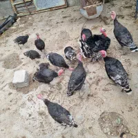 بوقلمون دره شهر