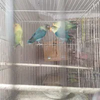 مولد کار داده طوطی برزیلی|پرنده|شاهرود, |دیوار