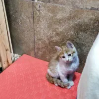 واگذاری بچه گربه|گربه|نجفآباد, بازار|دیوار