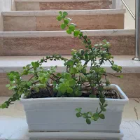 گل کراسولا درختی طبیعی آپارتمانی ریشه دار و سر حال