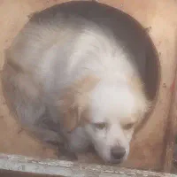 پامر روباهی نر