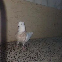 طوقی و زاغ|پرنده|شهرکرد, |دیوار