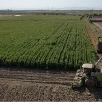 استخدام نیرو کشاورزی