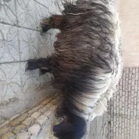 گوسفند فروشی|حیوانات مزرعه|شاهینشهر, مورچه خورت|دیوار