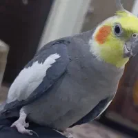 عروس هلندی فروشی