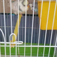 یک جفت مرغ عشق با قفس خیلی خیلی بزرگ|پرنده|لردگان, |دیوار