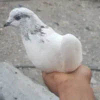کفتر کله ای