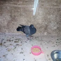 کفتر چایی