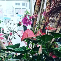 قالیشویی تمام اتوماتیک خزر