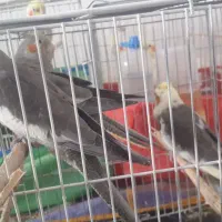 عروس هلندی|پرنده|دره شهر, |دیوار