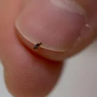 حشرات و جانورای موذی