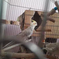 عروس هلندی و مرغ عشق