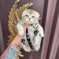 اسکاتیش ny25گلد دختر