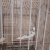 عروس هلندی