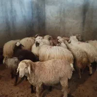 با سلام دام زنده به صورت شبانه روزی دررباط کریم