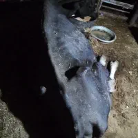 گاو افتاده به بالاترین قیمت پیشنهادی فروخته میشه