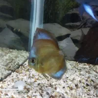 دیسکس ردکاور های بادی