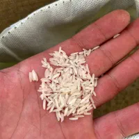 برنج پاکستانی ۳۸۶|خوردنی و آشامیدنی|بهارستان, |دیوار