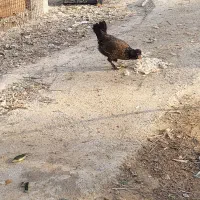 باری گلین ریشی فری