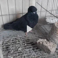 نر زاغ قنار