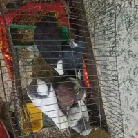 کبوتر رنگی|پرنده|شوشتر, |دیوار
