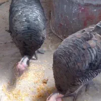 بوقلمو|حیوانات مزرعه|کرمان, |دیوار