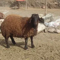 بره نر همو|حیوانات مزرعه|سرولایت, |دیوار