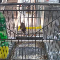 سهره نر تازه ریز خونی میکنه