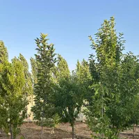 فروش باغشهری در هماشهر سپیدان