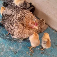 مرغ با جوجه محلی اصل