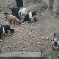 ۱۶ راس بز و بزغاله|حیوانات مزرعه|بردسکن, |دیوار