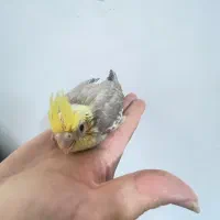 عروس هلندی|پرنده|مشهد, عامل|دیوار