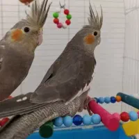 عروس هلندی سخنگو مولد جفت