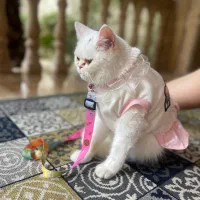 گربه پرشین یکساله|گربه|چمستان, |دیوار