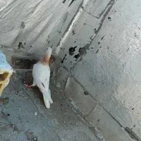 کفتر|پرنده|میناب, |دیوار