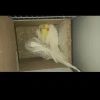 عروس هلندی|پرنده|تربت‌حیدریه, ۴۵ متری|دیوار