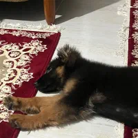 ژرمن شولاین کینگ سایز مو بلند اصیل