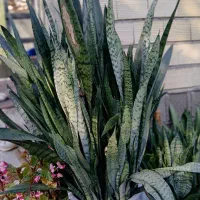 گل سانسوریا در ابعاد وقیمت های مختلف|گل و گیاه طبیعی|طاهرگوراب, |دیوار