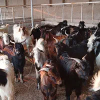 کهره|حیوانات مزرعه|دلوار, |دیوار