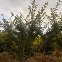 باغ-1500متر-دوعدد-750متری