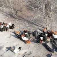 تعداد مرغ و خروس، کبوتر به فروش میرسد|حیوانات مزرعه|بندر گز, |دیوار