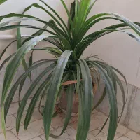 گل پاندانوس|گل و گیاه طبیعی|ورامین, ورامین|دیوار