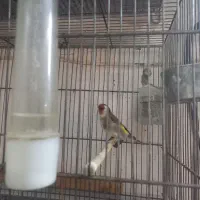 سهره نر