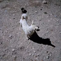 سگ نر|سگ|زالیان, |دیوار