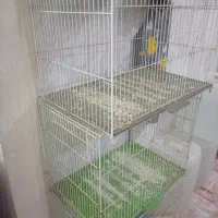قفس